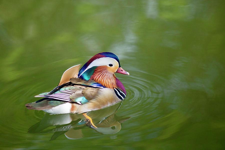  Colorful mandarin duck 5 Photograph by Lynn Hopwood
