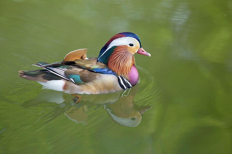 Colorful mandarin duck Photograph by Lynn Hopwood