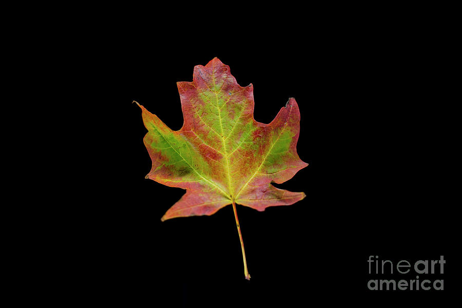 Fall Photograph - Colorful Maple Leaf by David Parker