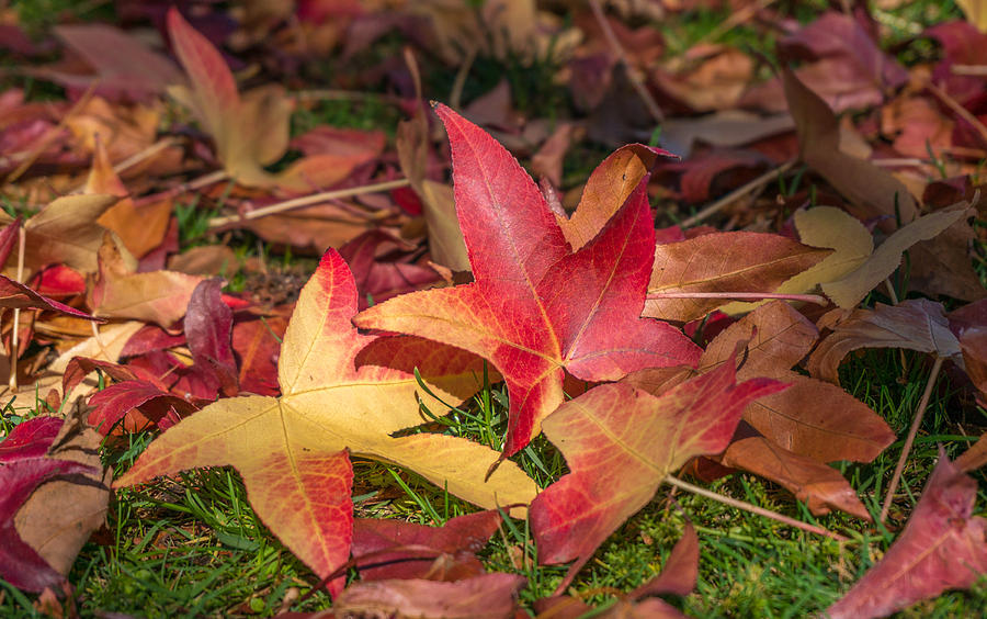 Colorful maple leaves Photograph by Asif Islam