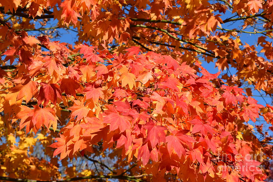 Colorful Maple Tree Photograph by Deborah A Andreas