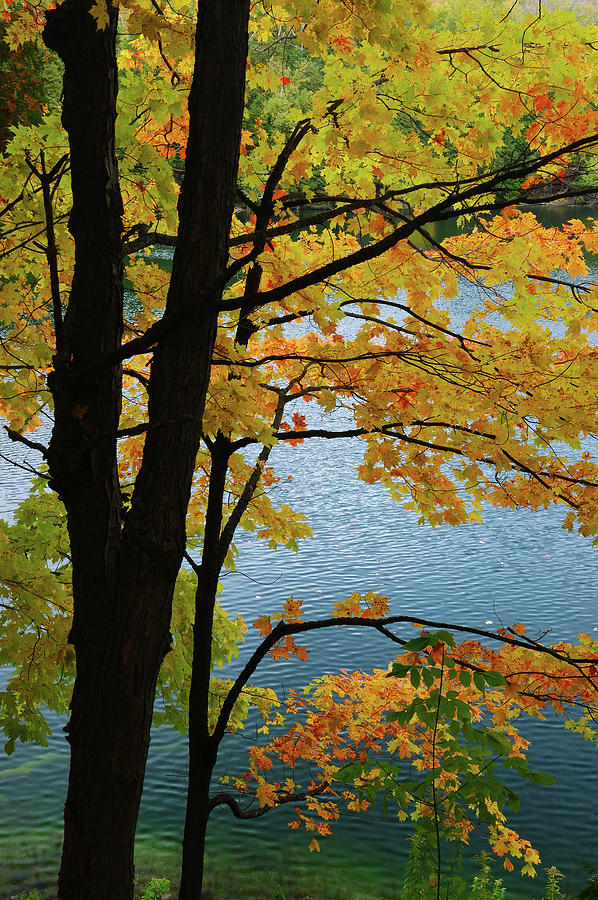 Colorful Maple trees in fall at Crawford Lake Photograph by Reimar ...