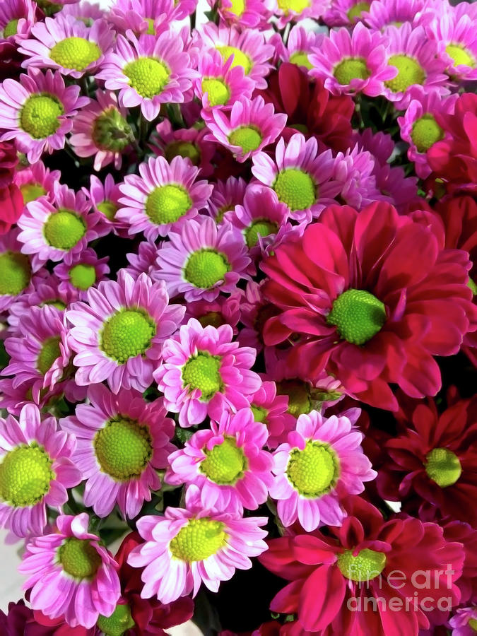 Colorful Mums 2 Photograph by Jasna Dragun