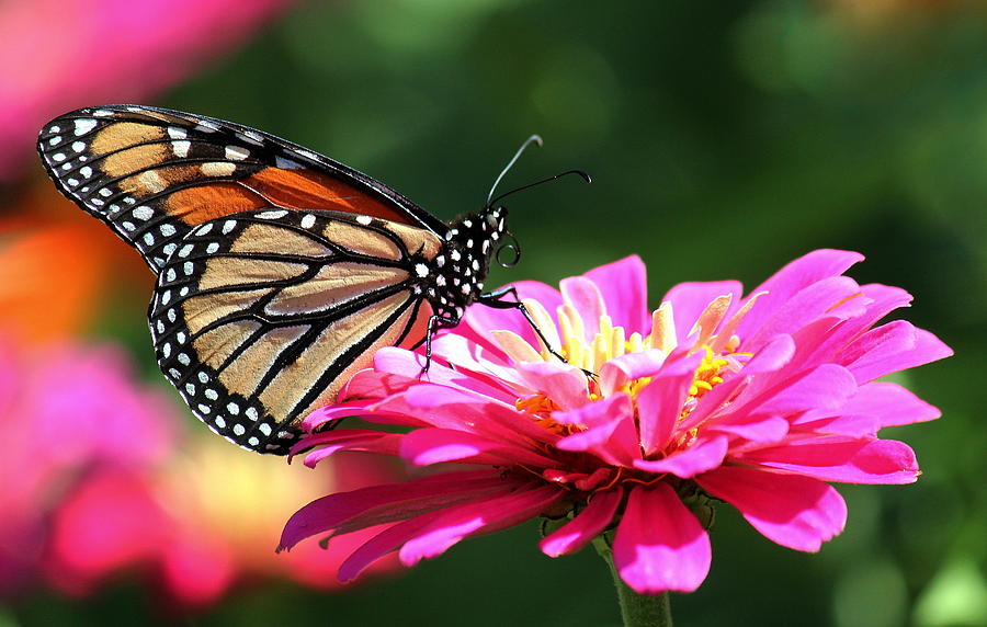 Colorful Monarch Photograph by Rosanne Jordan - Fine Art America