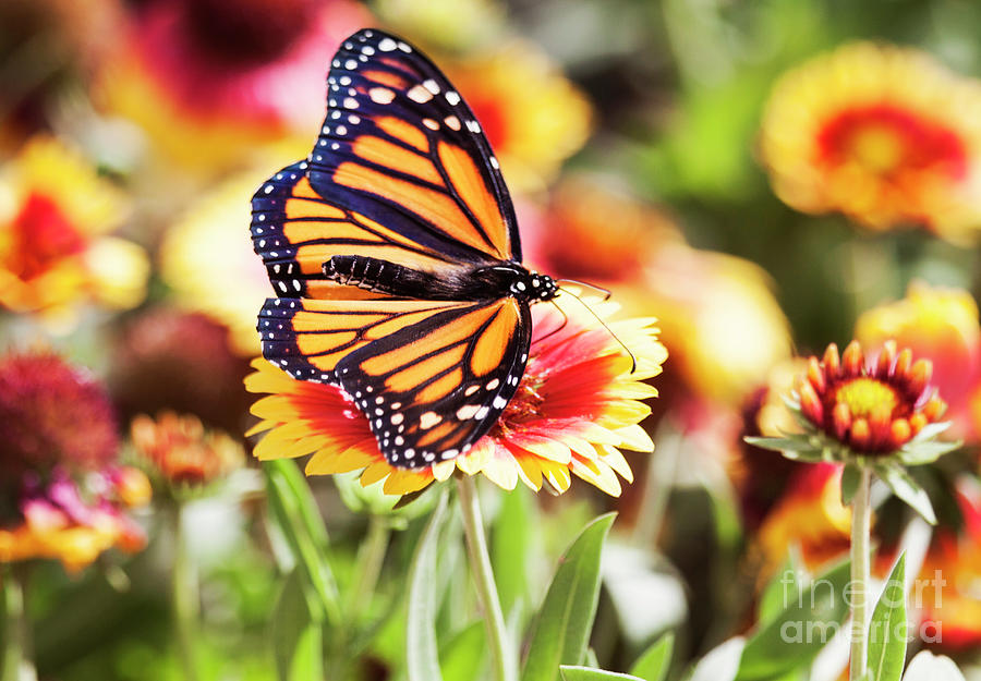 Colorful Monarch Photograph by Ruth Jolly