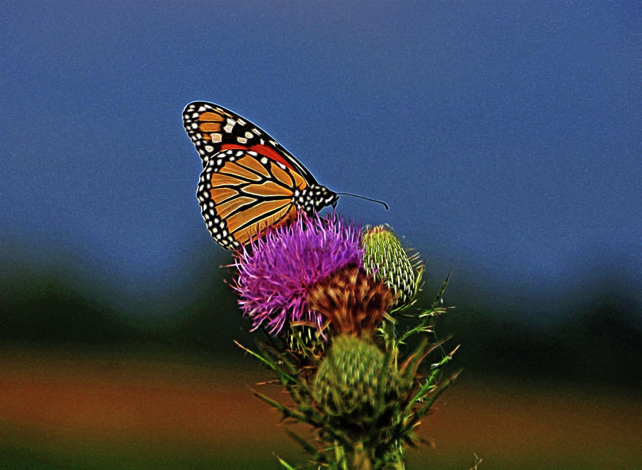 Colorful Monarch Photograph by Sandy Keeton