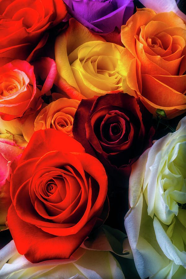 Colorful Moody Roses Photograph by Garry Gay