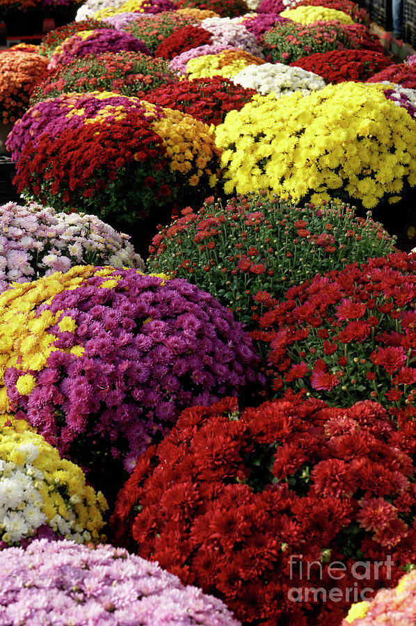 Colorful Mums Photograph by John  Mitchell