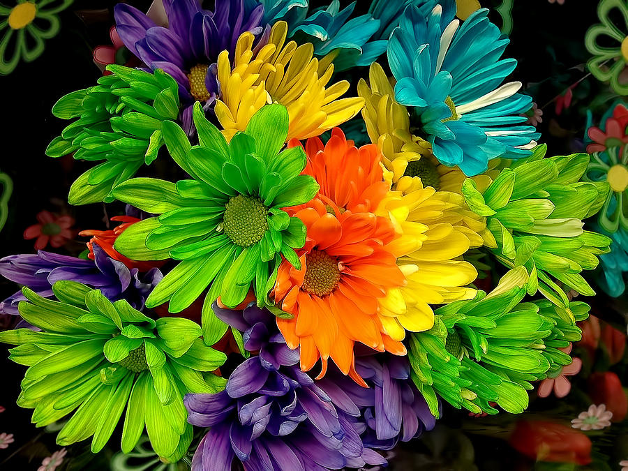 Colorful Mums Photograph