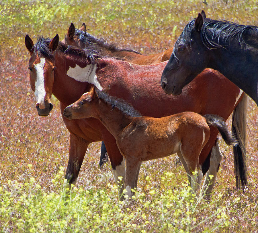 Colorful Mustang Herd Photograph by Waterdancer