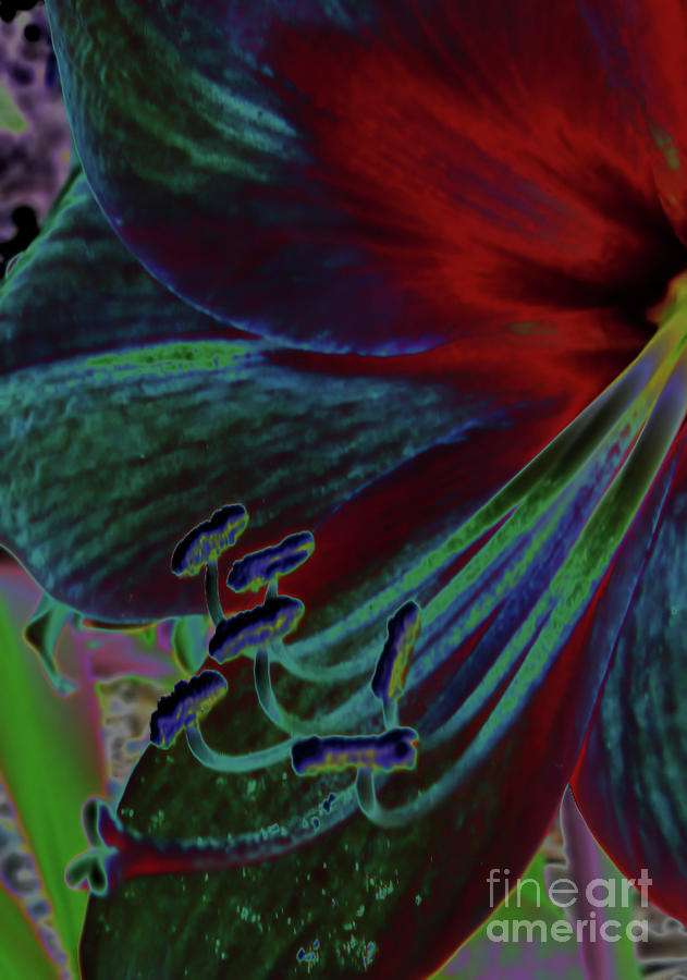 Colorful Neon Amaryllis Digital Art by D Hackett