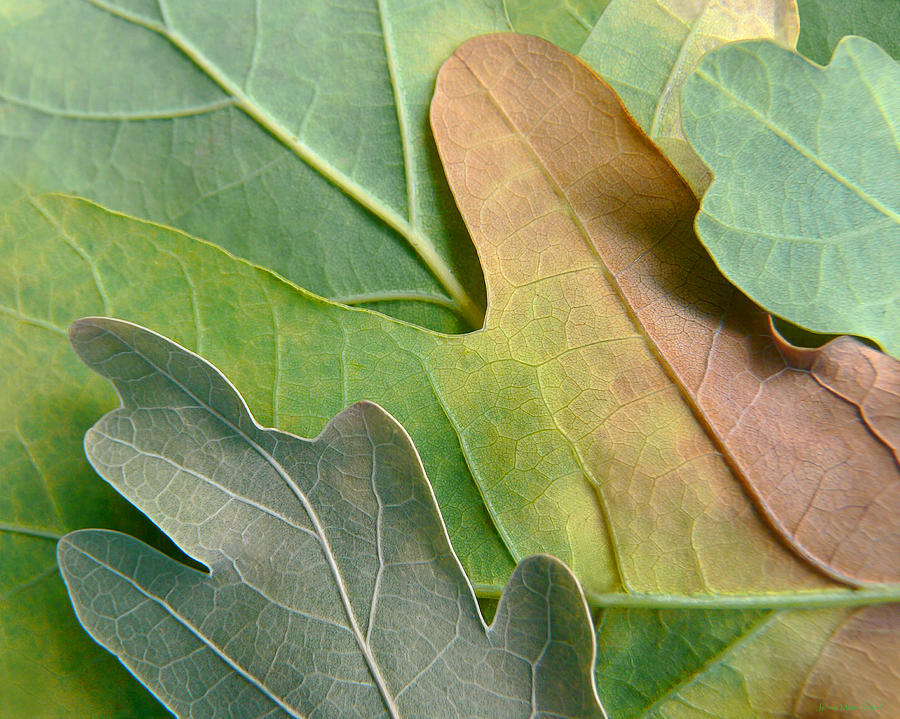 Colorful Oak Tree Leaves Photograph by Jennie Marie Schell