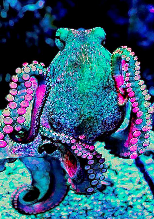 octopus mood colors