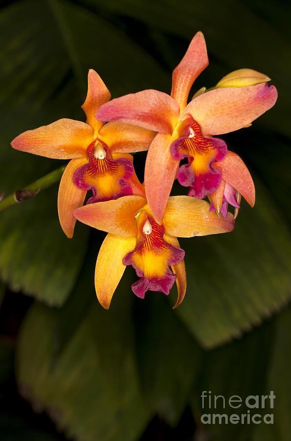 Orchid Photograph - Colorful Orchid Flower by Anthony Totah