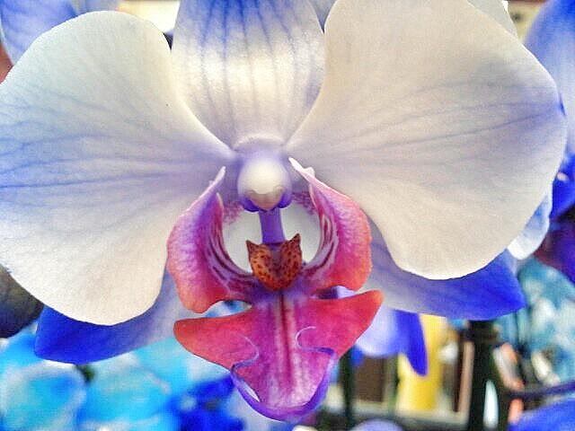 Colorful Orchid Photograph