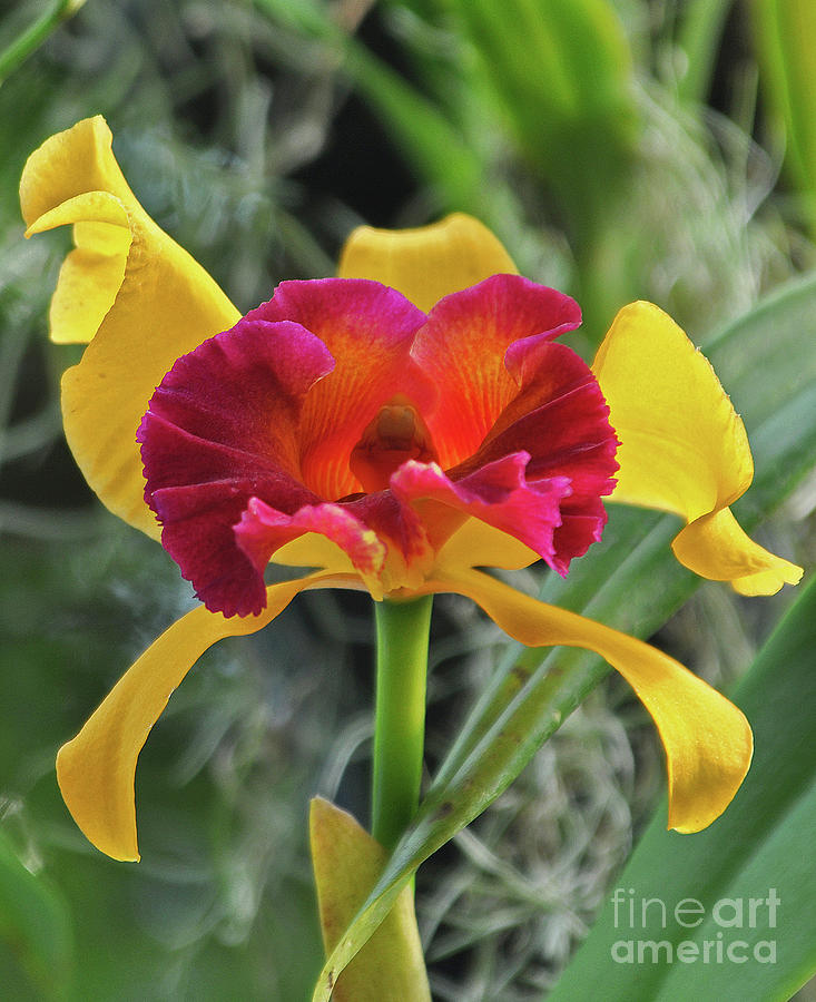 Colorful Orchid Photograph by Lydia Holly