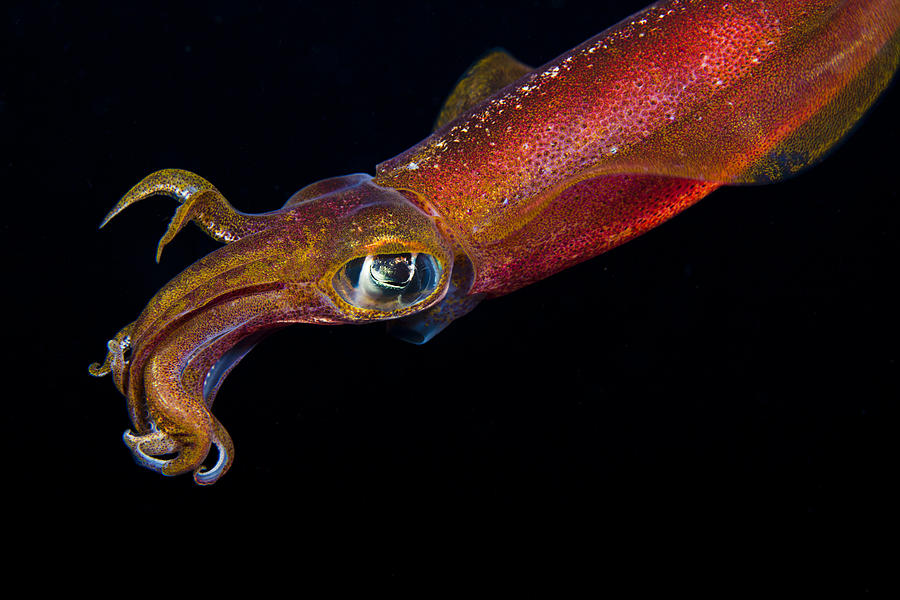 Colorful Oval Squid Photograph by Dave Fleetham - Printscapes