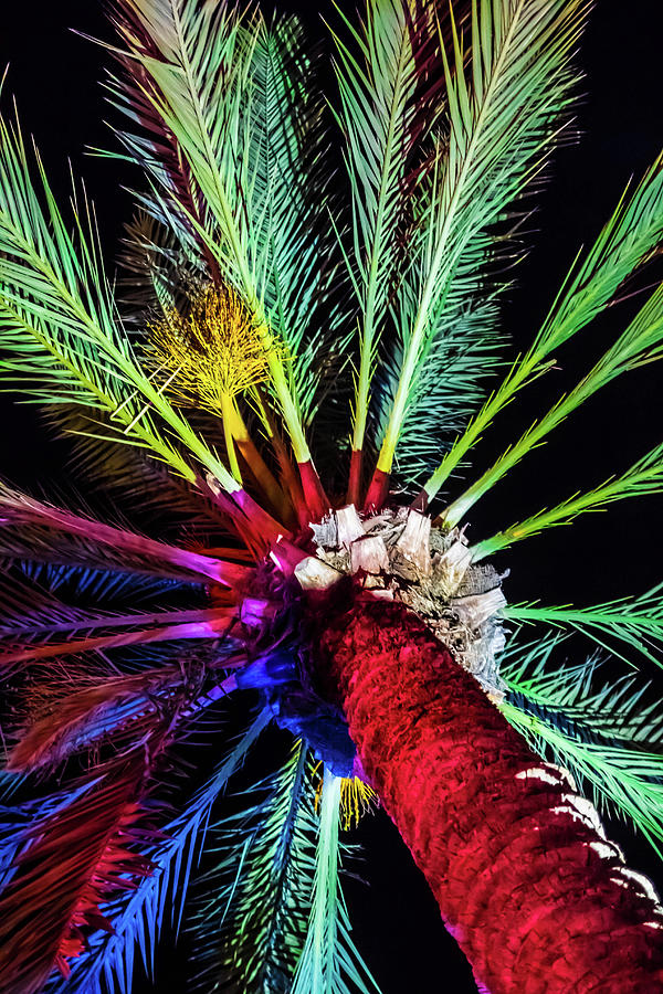 Colorful Palm Photograph by April Reppucci