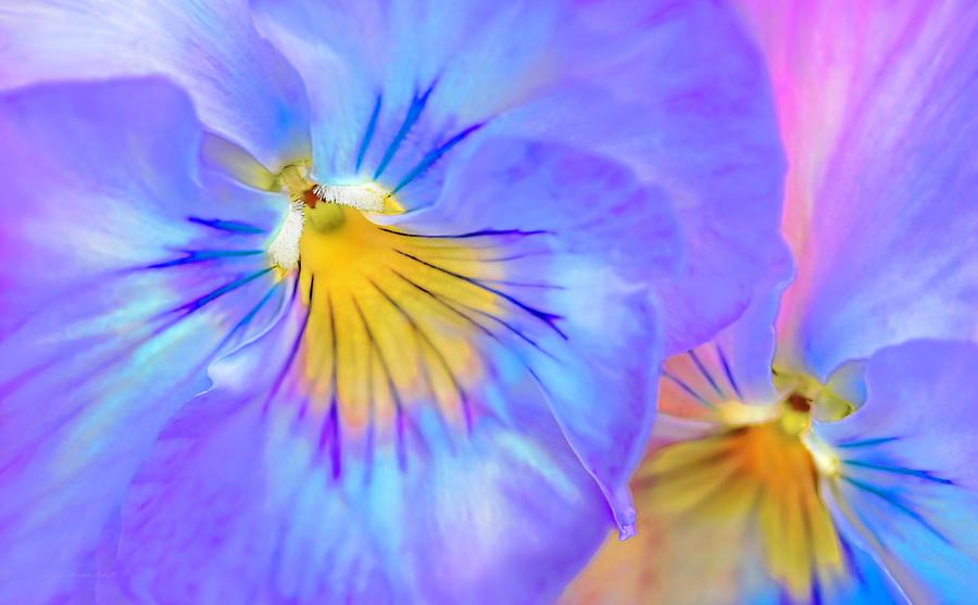Colorful Pansy Flower Abstract Photograph by Jennie Marie Schell