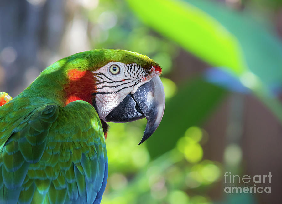Colorful Parrot in Bright Sunlight Photograph by Liesl Walsh