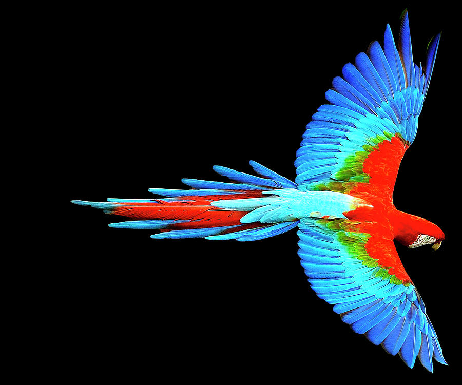 Colorful Parrot In Flight Painting by Tony Rubino
