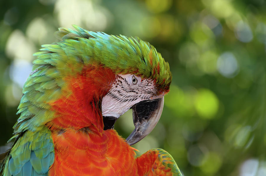Colorful Parrot Looking Right Photograph by Artful Imagery