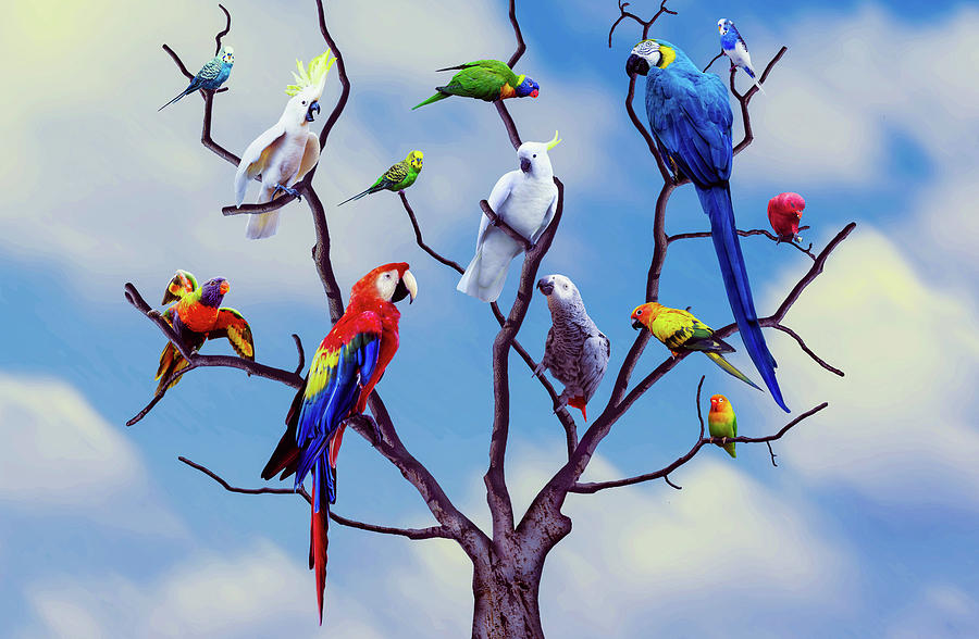 Colorful Parrots Art Photograph By Wall Art Prints