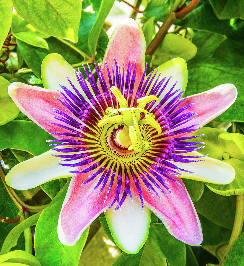 Colorful Passiflora Flower of Bermuda Photograph by Jeff at JSJ Photography