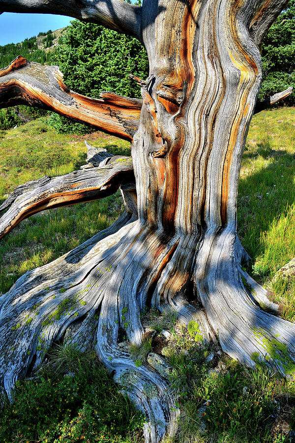 Colorful Patterns in Ancient Bristlecone Pine on Mt. Goliath Photograph by Ray Mathis