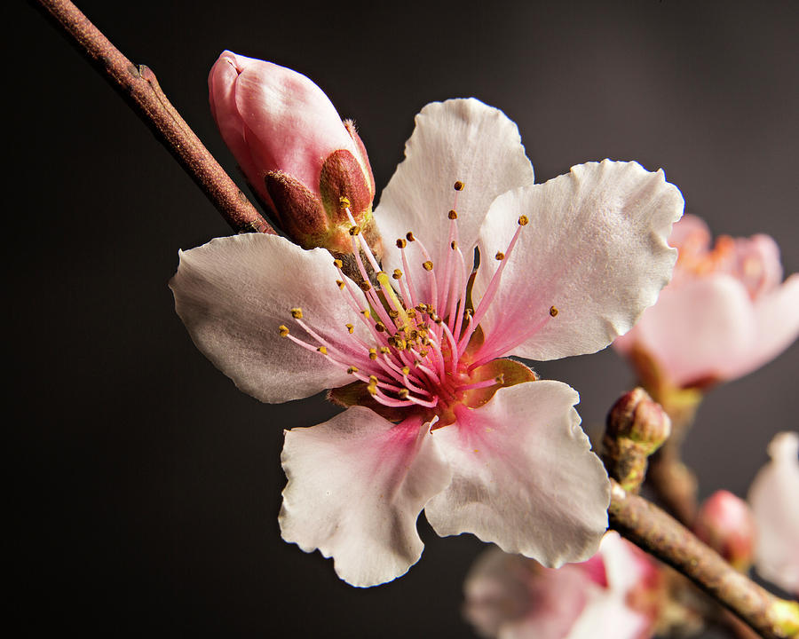 Colorful Peach Blooms 5535.02 Photograph by M K Miller