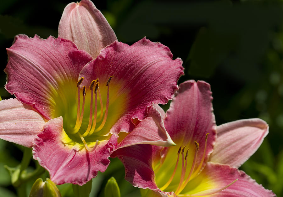 Colorful Peachy Pink Daylily Blooms Photograph by Kathy Clark