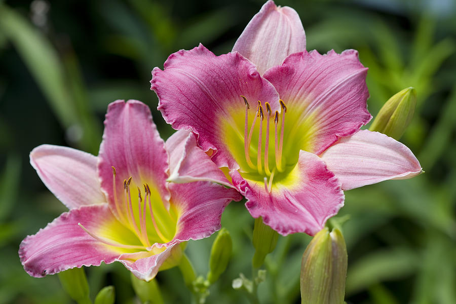 Colorful Peachy Pink Daylily Blossoms Photograph by Kathy Clark