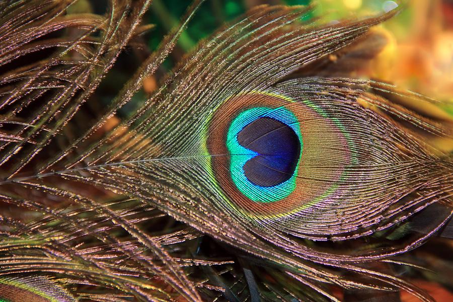 Colorful Peacock Feather Photograph by Angela Murdock