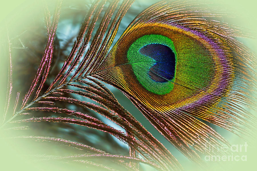 Peacock Photograph - Colorful Peacock Feather by Kaye Menner