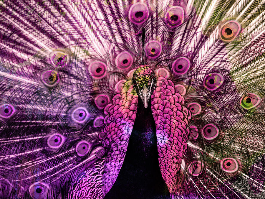 Colorful peacock Digital Art by Gabi Hampe