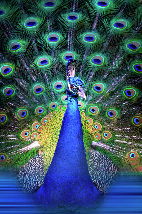 Colorful Peacock Photograph by Mark Andrew Thomas
