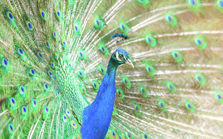 Colorful Peacock Digital Art by Roy Pedersen