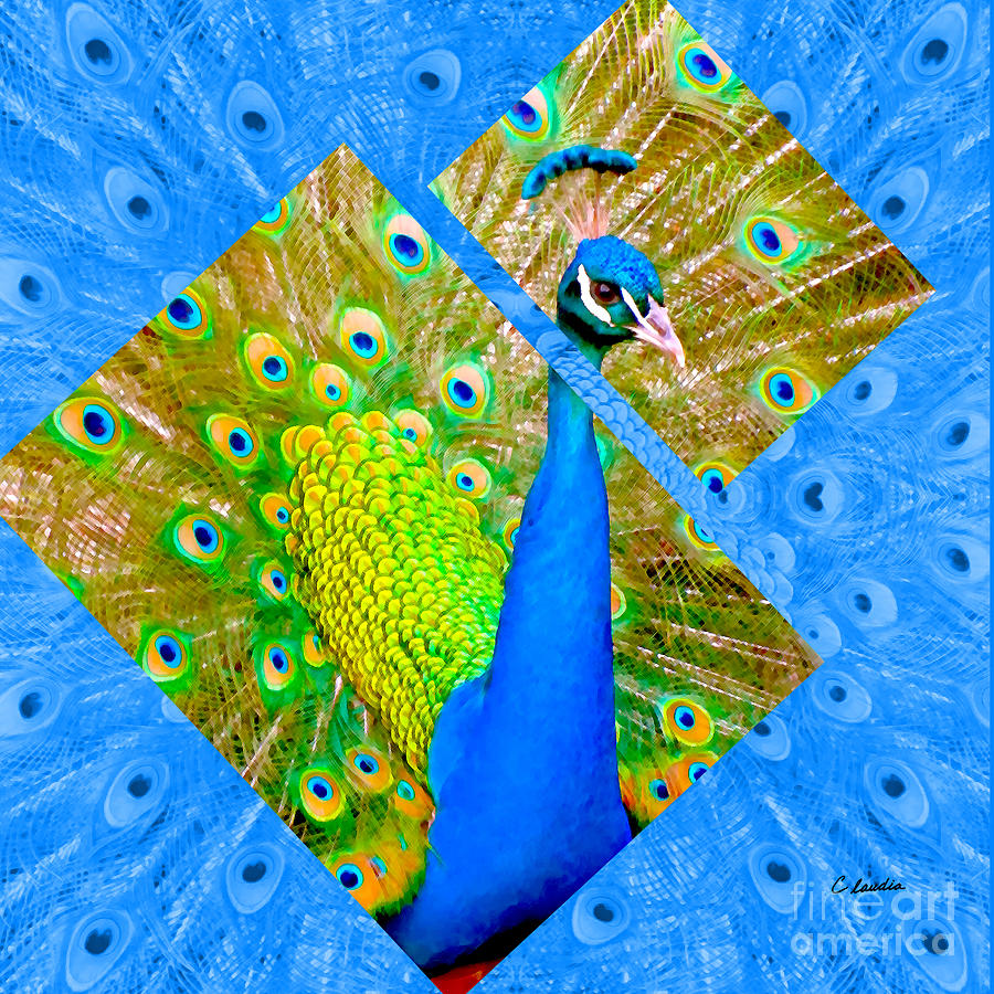 Colorful Peacock Square Photograph by Claudia Ellis