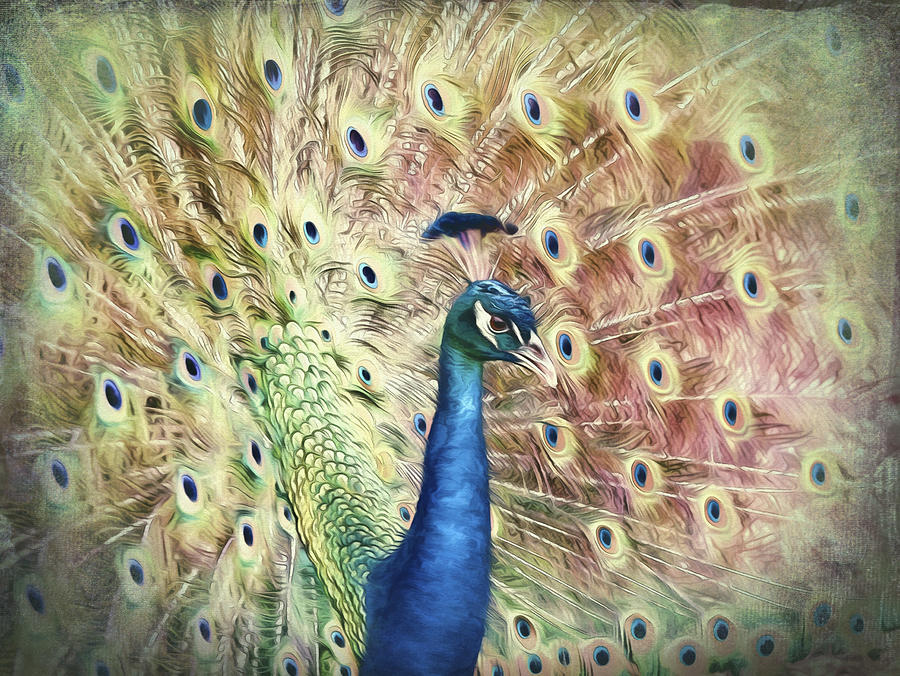 Peacock Photograph - Colorful Peacock by Storm Smith