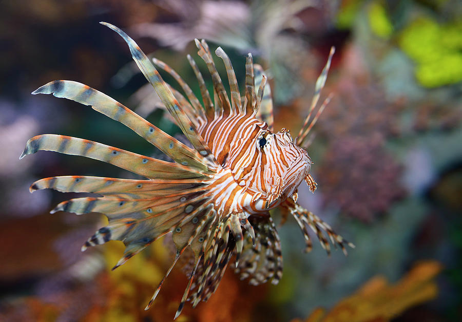 Colorful pectoral fins of Pterois volitans or red lionfish with ...