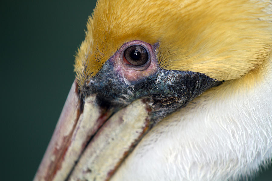 Colorful Pelican Photograph by Toni Thomas