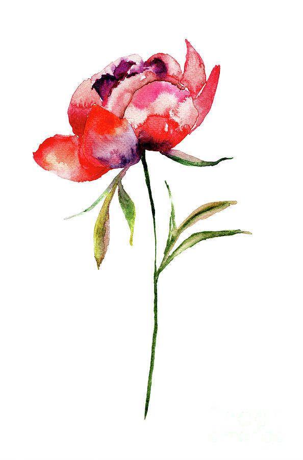 Colorful Peoni flower Painting by Regina Jershova
