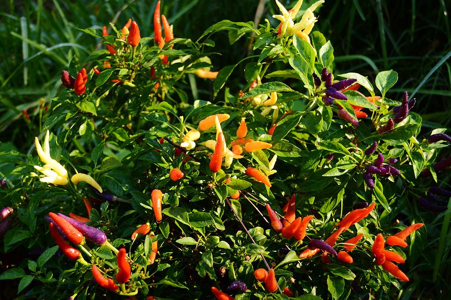 Colorful Pepper Pallette Photograph by Warren Thompson