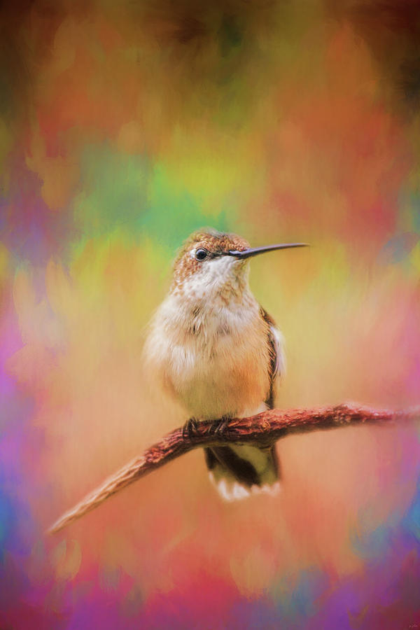 Bird Photograph - Colorful Personality Hummingbird Art by Jai Johnson