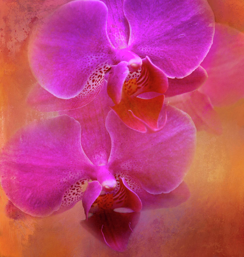 Colorful Phalaenopsis Photograph by HH Photography of Florida