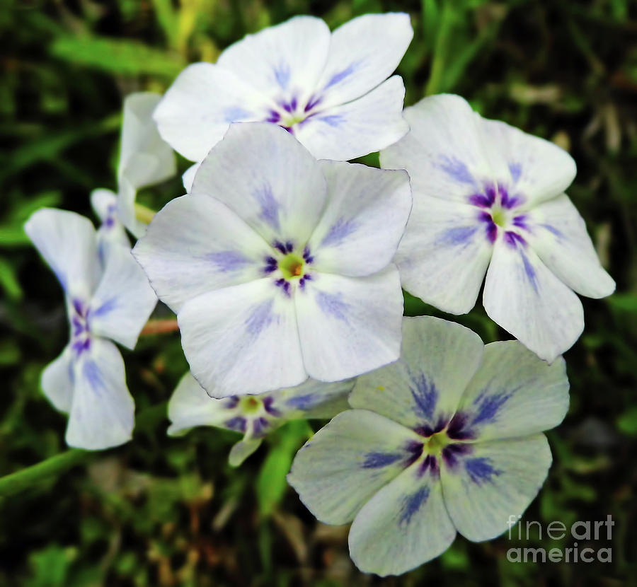 Colorful Phlox Photograph by D Hackett