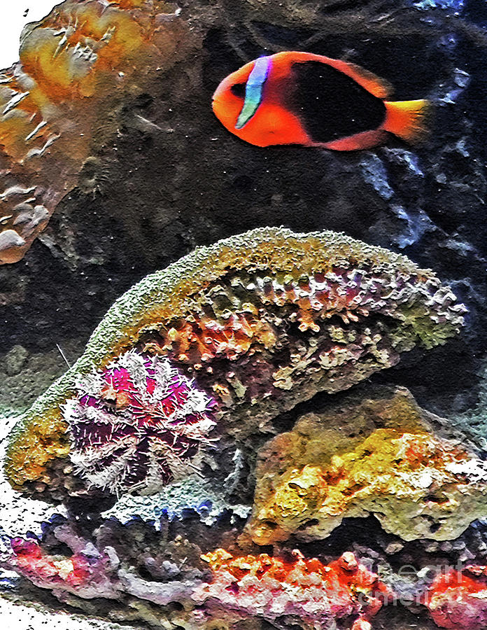 Colorful Piece of Aquarium  Photograph by Lydia Holly