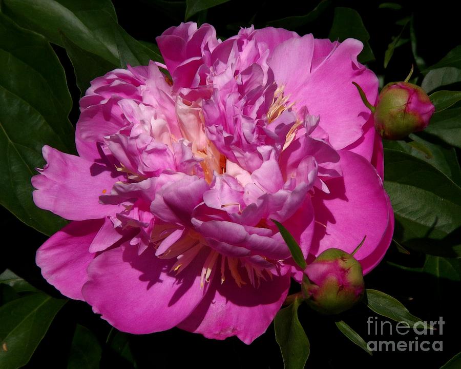 Colorful Pink Peonies Photograph