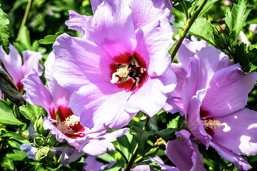 Colorful Pink Rose of Sharon Digital Art by Ed Stines