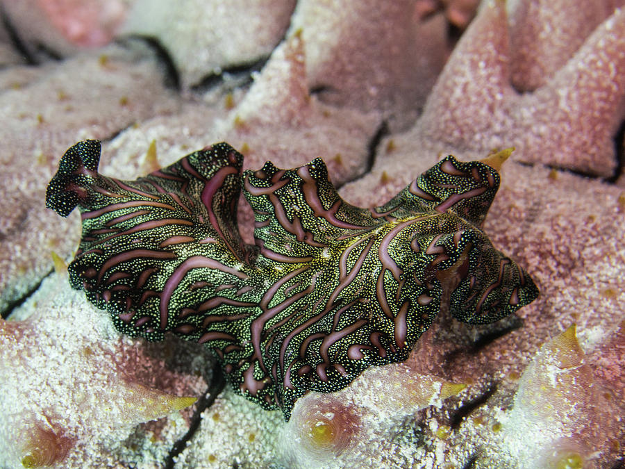 Colorful Polyclad Flatworm by Brenda Smith DVM Colorful Polyclad Flatworm by Brenda Smith DVM